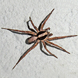 Proevippa fascicularis